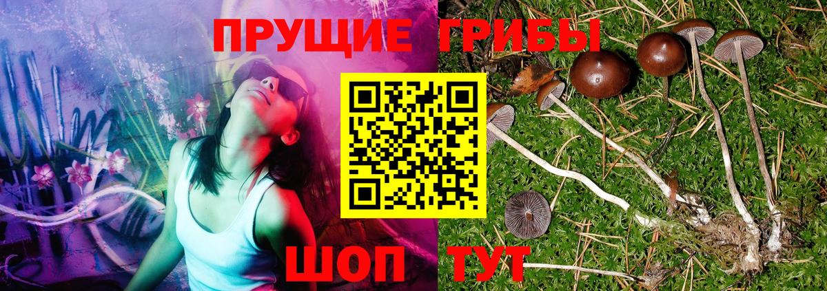 Качканар  Псилоцибиновые грибы Psilocybine cubensis  Вход с VPN 